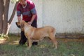 Matriz - Fila Brasileiro Dourado - Canil Singular - Dague